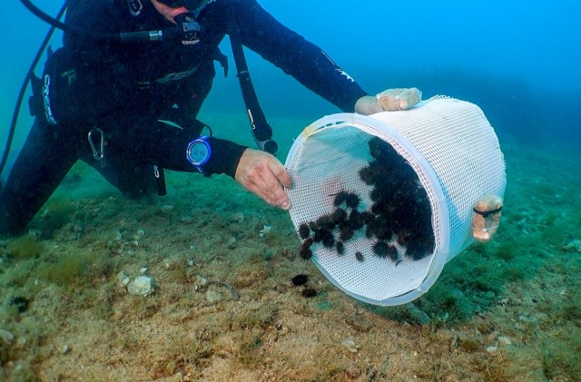 Sueltan 1.800 erizos de mar en el Cabo de San Antonio para reforzar la especie