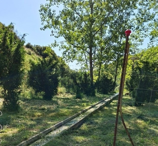 Las brigadas Red Natura 2000 de la Generalitat intensifican la recuperación del hábitat del tejo