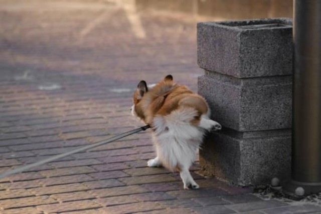 La campaña por los orines de perro en Elche sigue con polémica: recogida de firmas y Compromís pide la retirada