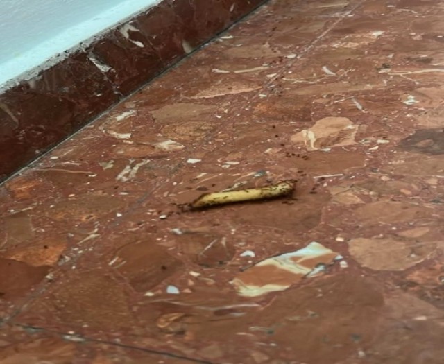 Satse denuncia ante Inspección Sanitaria una plaga de cucarachas y hormigas en el complejo sanitario Mislata-Quart