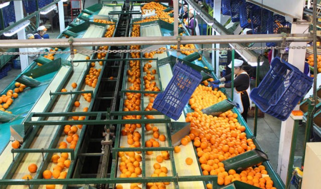 La Intercitrus, al límite: las cooperativas piden su baja y el futuro de la entidad pende de un hilo 