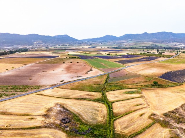 La 'Provenza murciana' donde la floración teje una colcha de pachtwork: la belleza de la lavanda en las tierras alta de Moratalla en imágenes