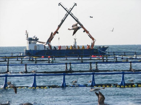 Ocean Aquaculture invertirá 240 millones en una piscifactoría de 455 hectáreas en Mazarrón