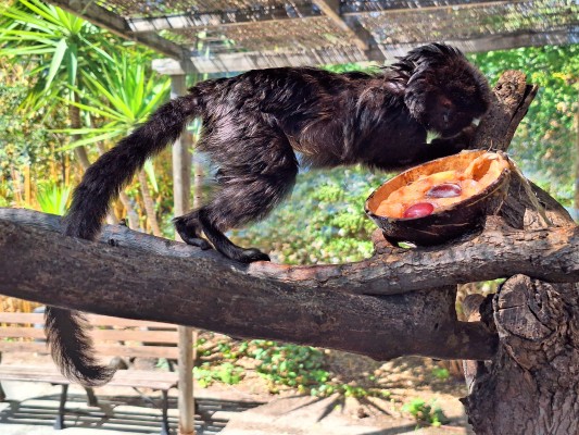 Tucanes, titíes y otras especies de Terra Natura Benidorm se refrescan con helados de frutas