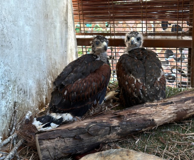 Nacen dos crías de águilas de Harrys en Mundomar