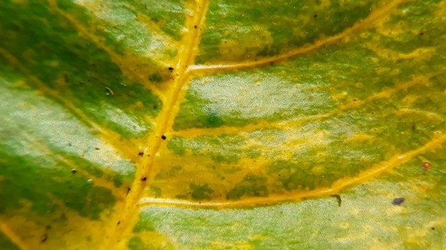 La oriolana Genetic PCR Solutions desarrolla un kit qPCR para la detecciónde la clorosis nervial amarilla de los cítricos