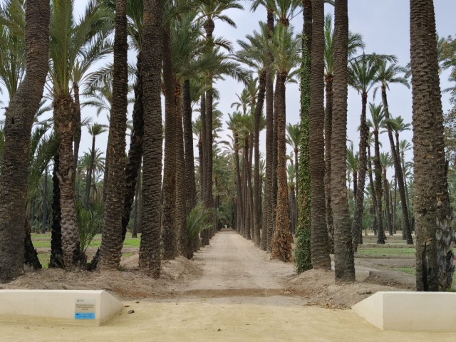 Elche recupera el jardín del Hort del Gat: lugar de eventos, concejalía y en septiembre, interpretación del palmeral