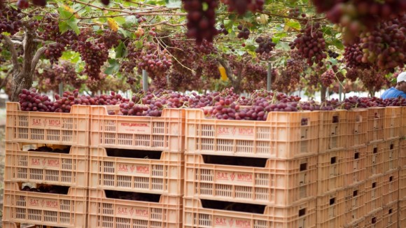 Moyca, finalista en los premios Fresh Awards por su  transformación tecnológica