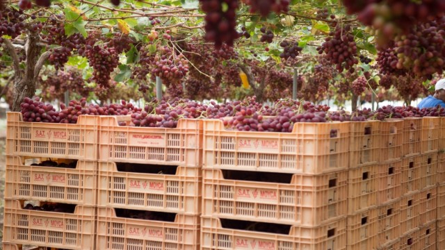 Moyca, finalista en los premios Fresh Awards por su  transformación tecnológica