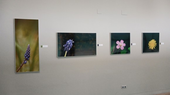 Tony Tirado emmarca la naturalesa en una exposició amb 'Macroart'