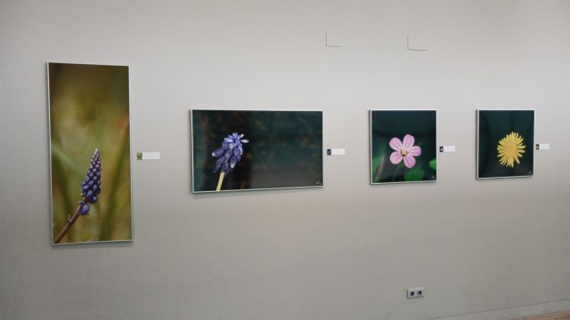 Tony Tirado emmarca la naturalesa en una exposició amb 'Macroart'