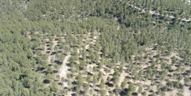 La restauración forestal 