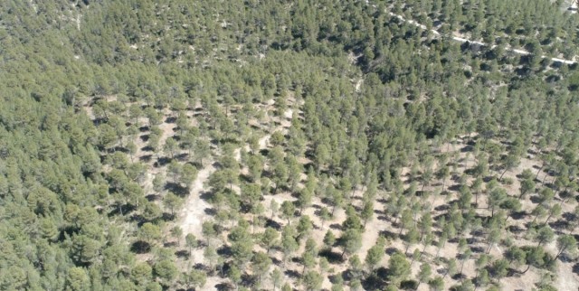 La restauración forestal 