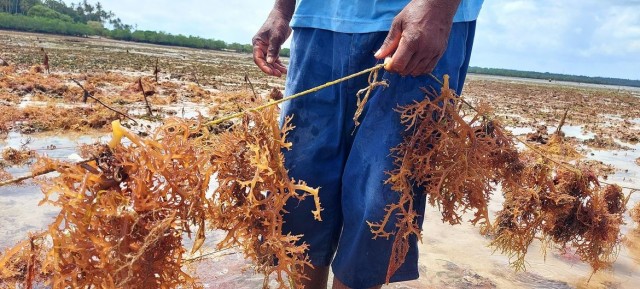 La erosión costera por el cambio climático afecta a todos y a todo: desde la biodiversidad marina a la alimentación