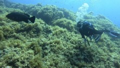 La ampliación de la reserva marina, un filón para Cabo de Palos: 