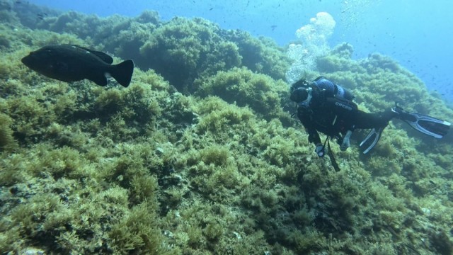 La ampliación de la reserva marina, un filón para Cabo de Palos: 