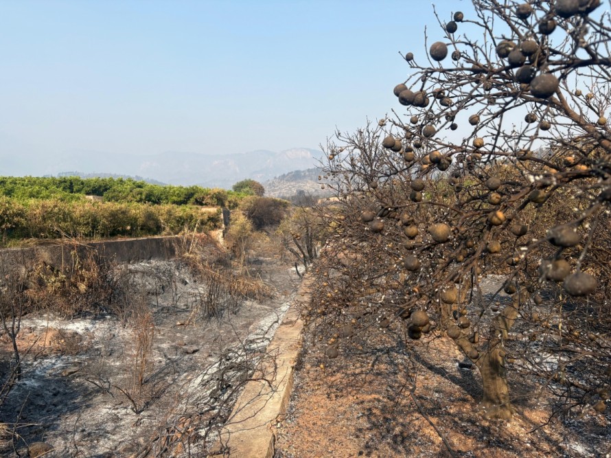 La Unió reclama un plan extraordinario para evitar el abandono del campo tras el incendio de la Serra d'Espadà