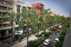 Torrent consolida su apuesta por una ciudad más verde con más de 11.300 árboles inventariados, 2.900 nuevas plantaciones en 2025