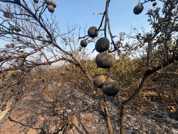Agroseguro tranquiliza al sector agrario y afirma que 