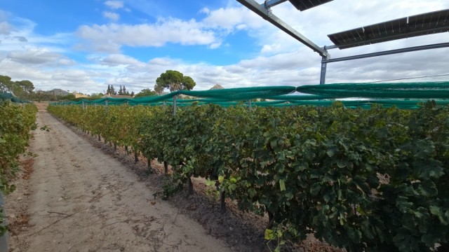 La alcoyana PowerfulTree defiende la agrivoltaica como herramienta para frenar el abandono rural y los fuegos forestales