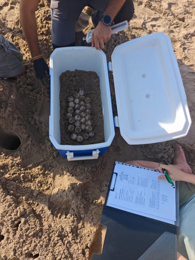 Hallan un nido con 61 huevos de tortuga boba en una playa de El Campello
