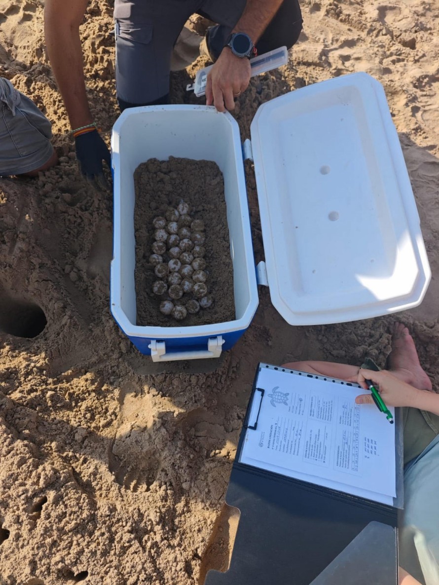 Hallan un nido con 61 huevos de tortuga boba en una playa de El Campello