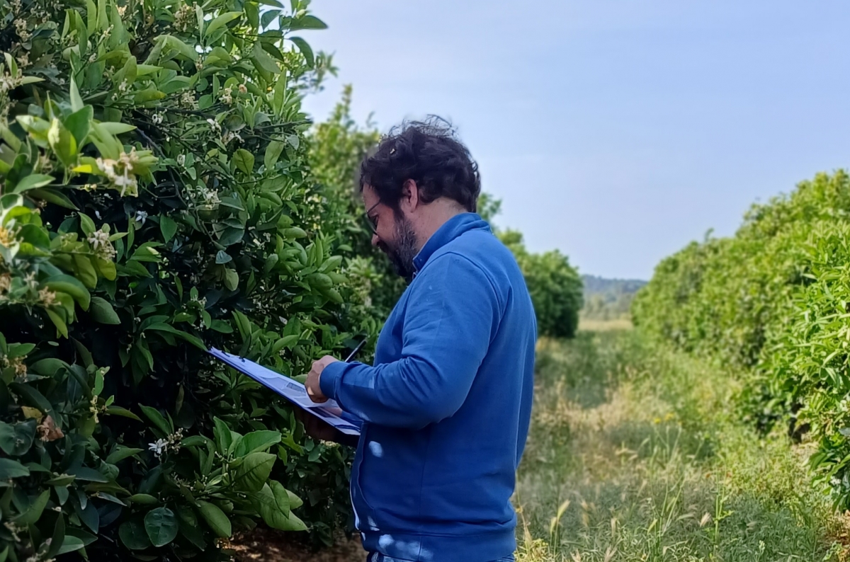 Inspección en campo de la IGP.