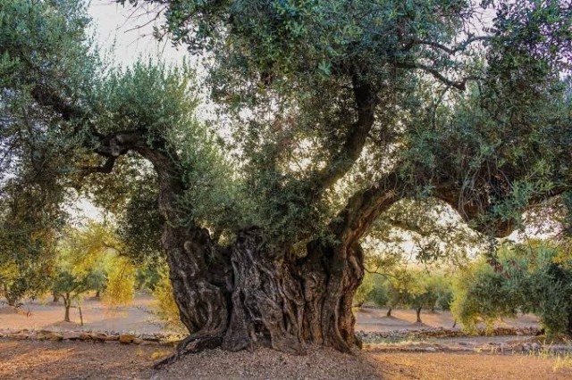 La UE reconoce como denominación protegida el aceite de las Sierras Espadán y Calderona