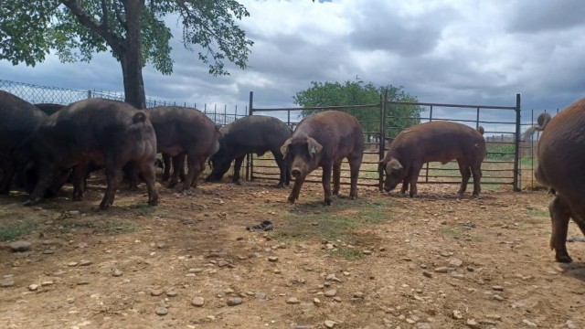 Asaja y COAG piden una prórroga de tres años al Ministerio para aplicar las nuevas normas de bienestar animal