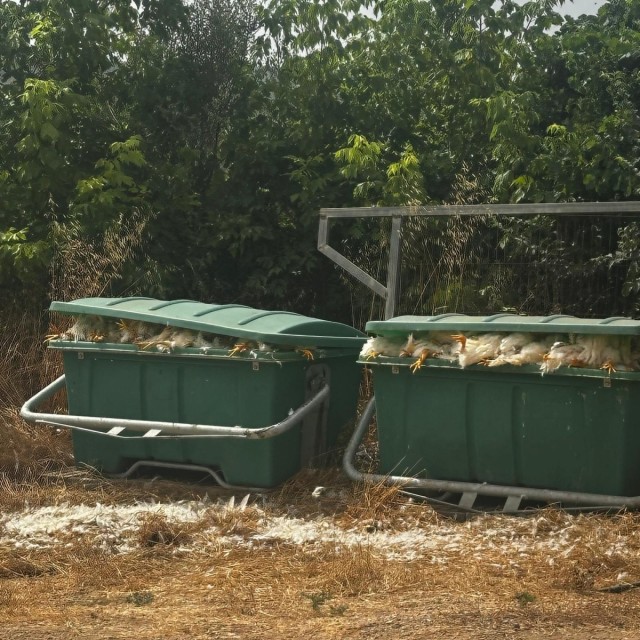La Unió denuncia retrasos de hasta cuatro días en la retirada de animales muertos de las granjas 
