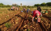 AVA-Asaja recrimina al Gobierno que "deje fuera" al 40% de los beneficiarios de las ayudas de fertilizantes