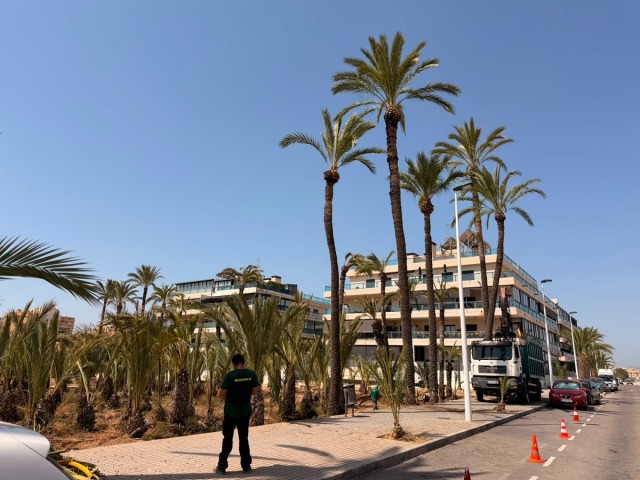 Comienza en Elche la poda y adecuación de los huertos de Don Porfirio y Doña Palmira en Travalón