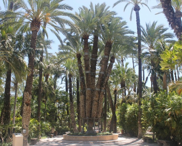 El Huerto del Cura de Elche ingresa oficialmente en el Itinerario Europeo de Jardines Históricos del Consejo de Europa