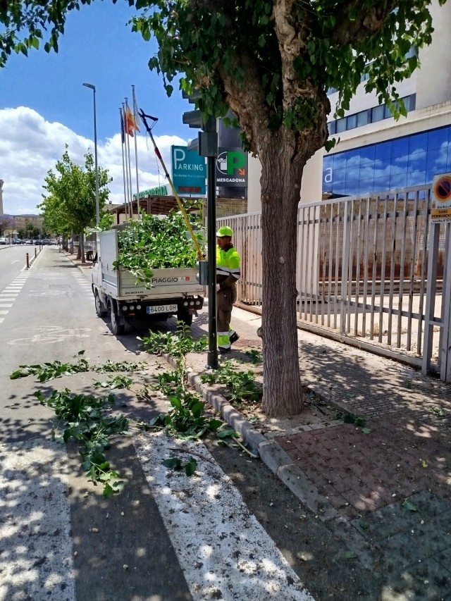 Murcia poda más de 3.000 árboles para despejar las calles y mejorar la seguridad de peatones y vehículos