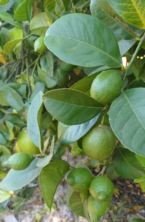 Asaja prevé que la producción de limón en Alicante aumente entre un 5% y un 10% en la próxima campaña