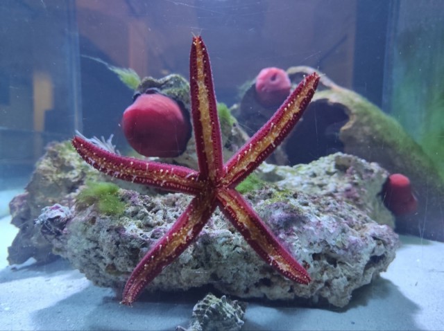 El Museo de la Ciencia de Murcia acoge por primera vez dos acuarios dedicados al Mar Menor 