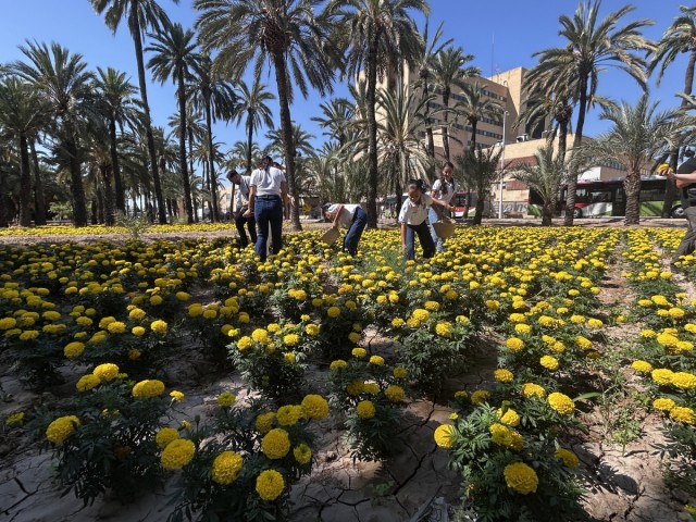 Elche recolecta 250.000 tagetes para la Batalla de las Flores