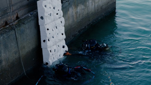 PortCastelló impulsa la vida de 42 especies marinas con la implantación de arrecifes artificiales