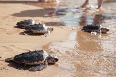 Territorio Tortuga: del ecoturismo a la conservación, el voluntariado que protege las tortugas marinas los 365 días del año