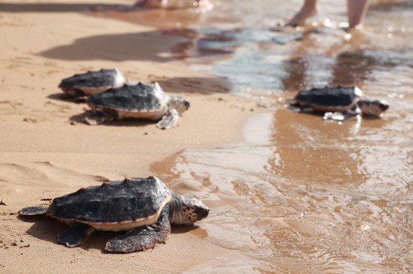 Territorio Tortuga: del ecoturismo a la conservación, el voluntariado que protege las tortugas marinas los 365 días del año