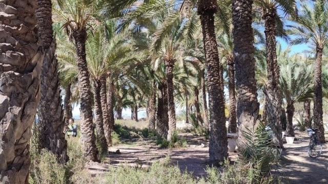 El Ayuntamiento de Cartagena garantiza la protección del palmeral de La Azohía en el nuevo PGOU 