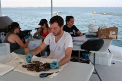 Las ostras del Mar Menor superan el primer test del verano: alta tasa de supervivencia con el agua a 32°C