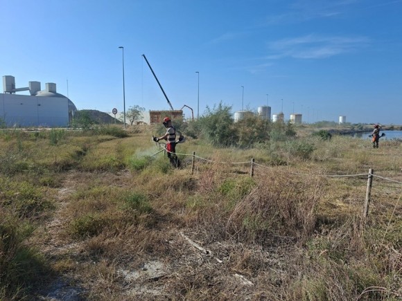 PortCastelló y la Generalitat colaboran en la conservación de una especie de flora autóctona en peligro de extinción
