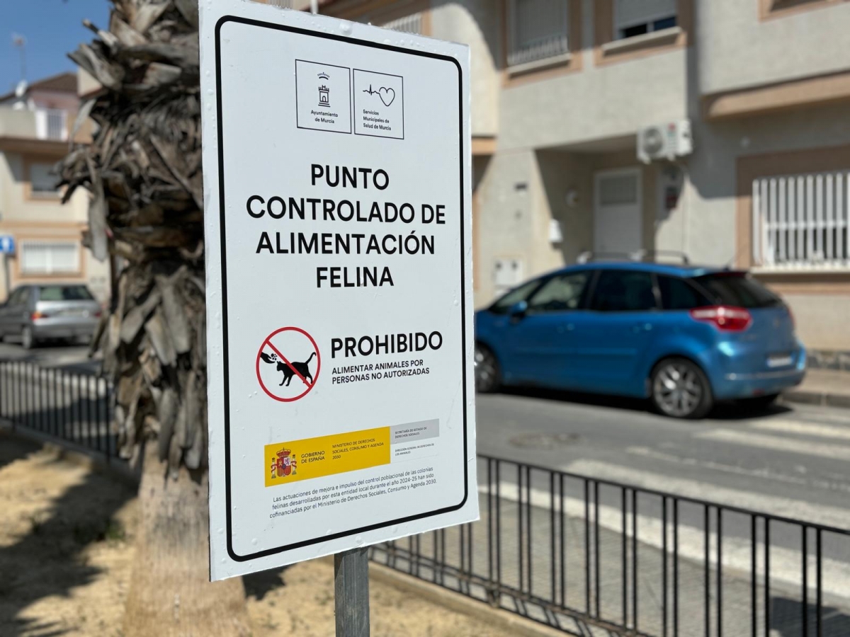 Colonia felina: gatos en Murcia. - Foto: AYUNTAMIENTO DE MURCIA Colonia felina: gatos en Murcia.