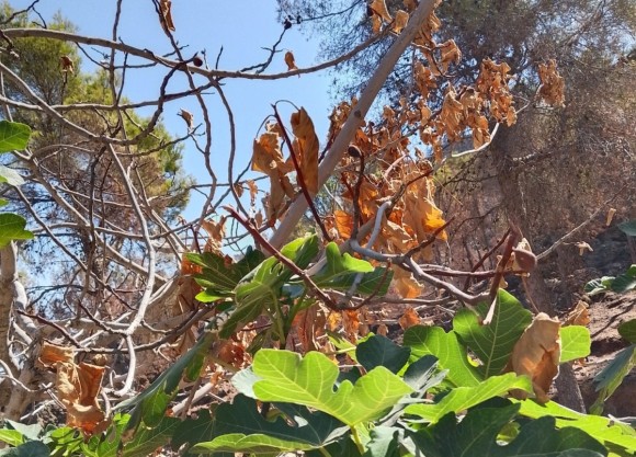 El milagro del Parque Regional El Valle-Carrascoy: la resurrección de una legión verde
