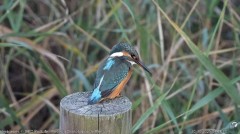 Así reaccionará la naturaleza ante el eclipse: aves a sus dormideros, insectos cambian su actividad y las flores se cierran