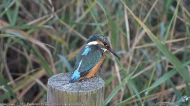 Así reaccionará la naturaleza ante el eclipse: aves a sus dormideros, insectos cambian su actividad y las flores se cierran