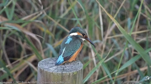 Así reaccionará la naturaleza ante el eclipse: aves a sus dormideros, insectos cambian su actividad y las flores se cierran