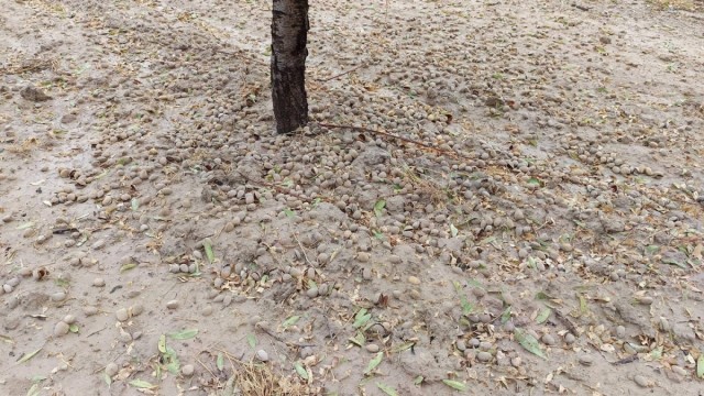 El granizo golpea la almendra en plena recolección y Mula reclama ayudas para los agricultores