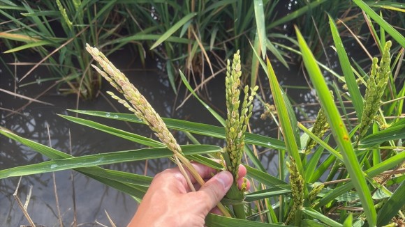 La Unió alerta de un repunte del 'cucat' en los arrozales valencianos y reclama revisar el sistema de control biológico